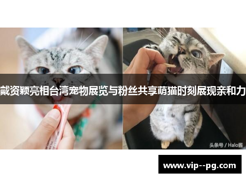 戴资颖亮相台湾宠物展览与粉丝共享萌猫时刻展现亲和力